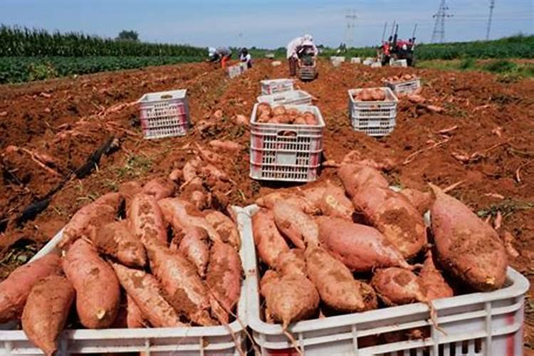 红薯施什么肥料最好