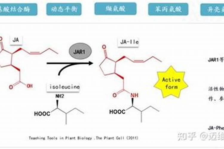 叶面肥排名榜前十名