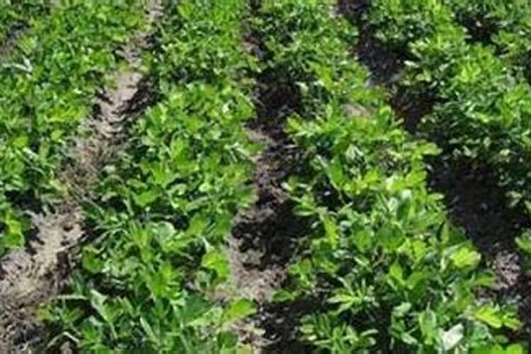 请问哪里有卖硝酸钾和硫磺的