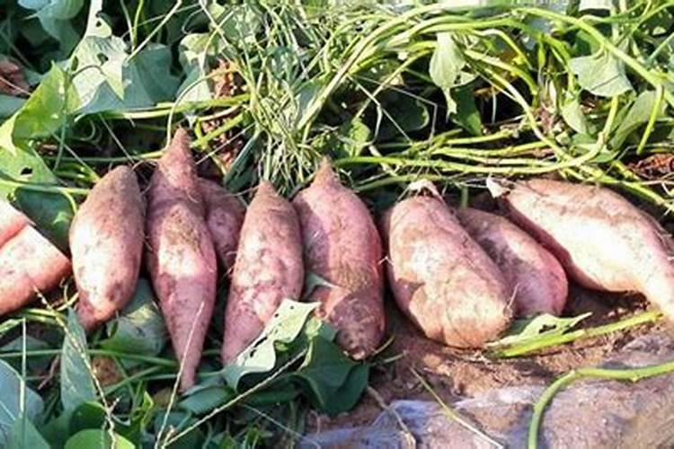 腐殖酸类肥料属于有机肥吗？怎么使用？有哪些注意事项？