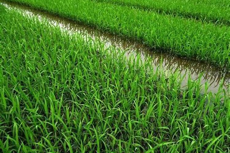 水稻什么时候喷叶面肥好？