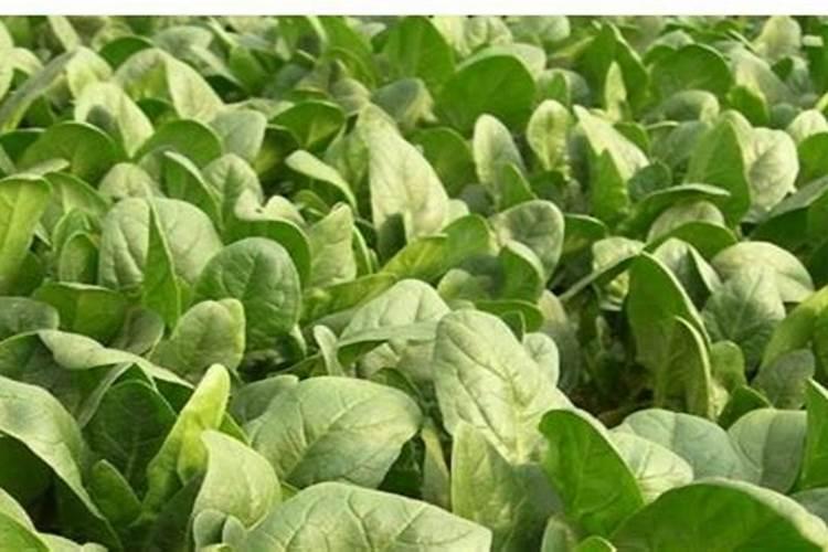 大白菜可以追尿素吗 大白菜高温干旱的防止措施有哪些