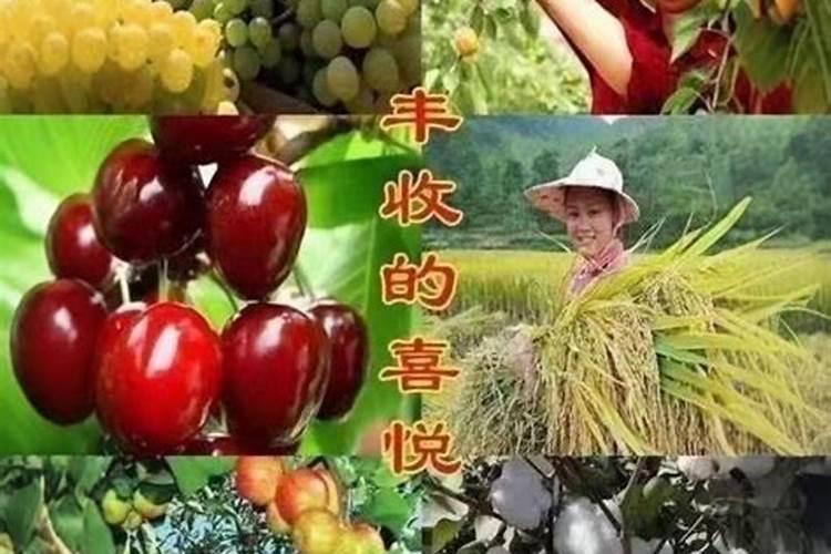 种菜用什么肥料最好