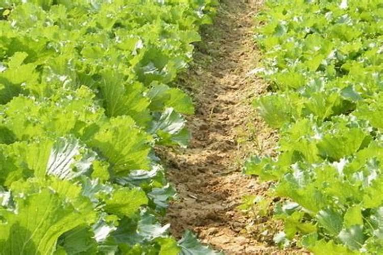 种萝卜白菜用什么肥料好？