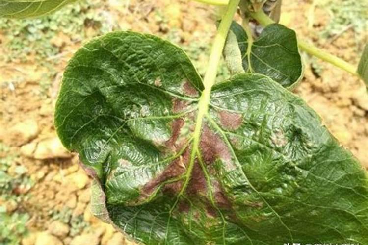 氮磷钾的肥料有哪些