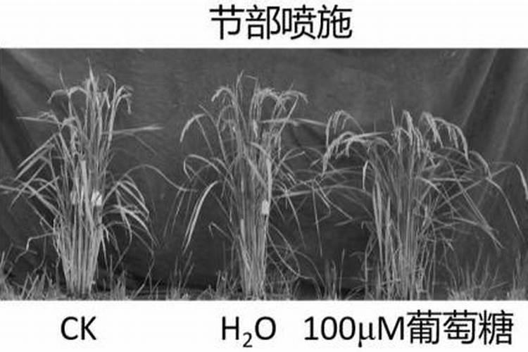 棉花头水钾肥上多了有坏处吗