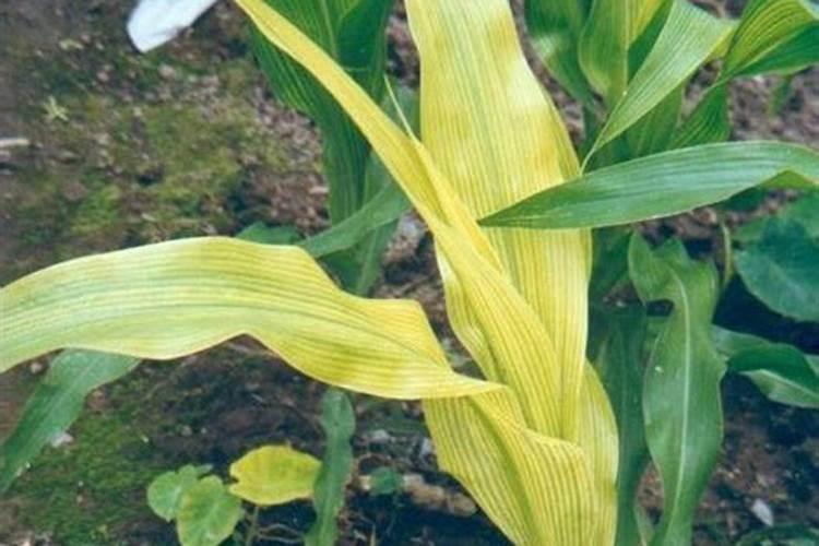 硫酸镁可以做肥料吗