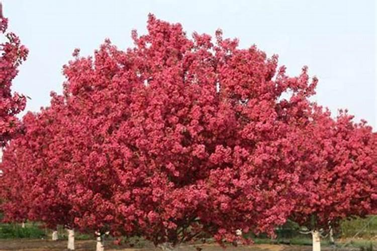 大量元素水溶肥的正确使用方法