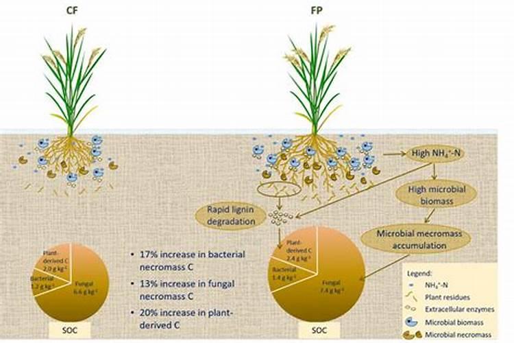 钾肥在土壤中受到哪些较大如何提高作物钾肥利用效果