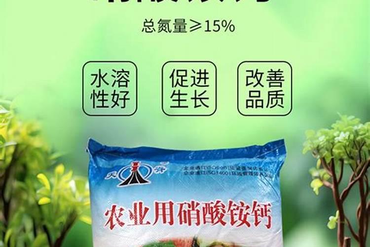 施什么肥白菜长的最茂盛