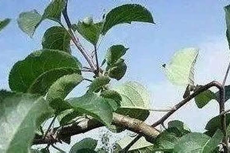 为什么不能用氯化钾复合肥？