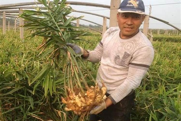 液体钙的功效与作用有哪些？液体钙哪个牌子好？