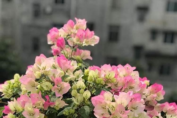 栀子花什么时候施肥