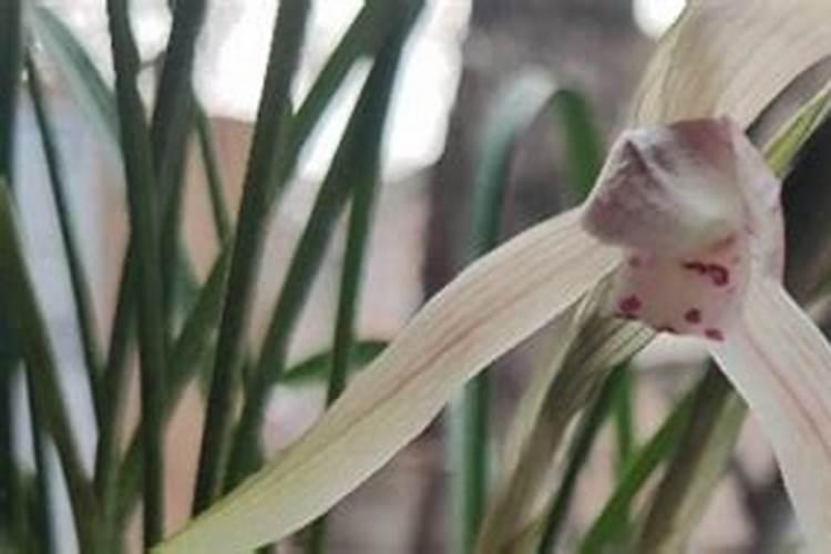 大蒜施肥后怎么浇水