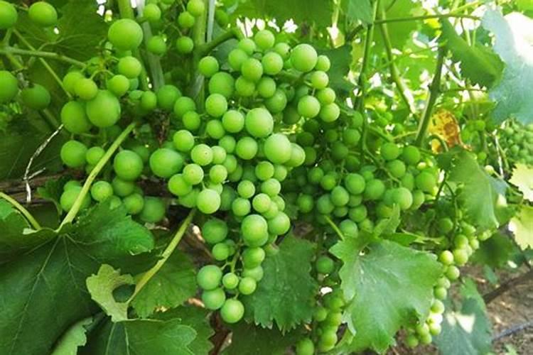 烟草种植需要什么肥料