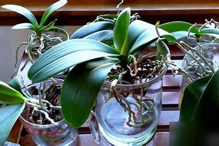 发财树使用生根粉步骤