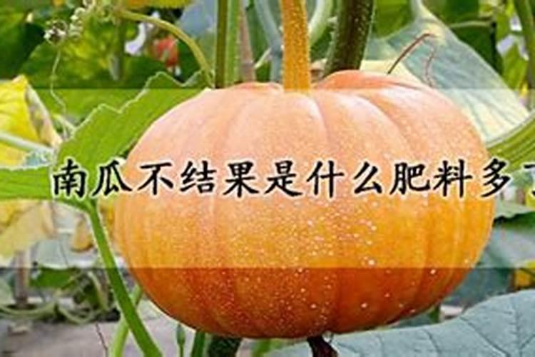南瓜在结瓜时可以施尿素吗
