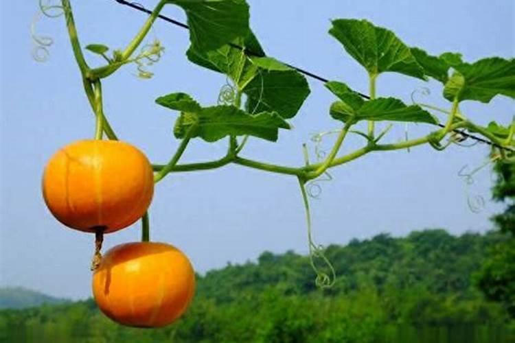 种植南瓜要想高产,这六个妙招需学会!