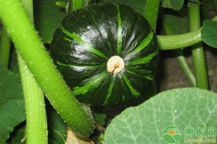 葡萄喷药早晨喷好还是晚上喷好