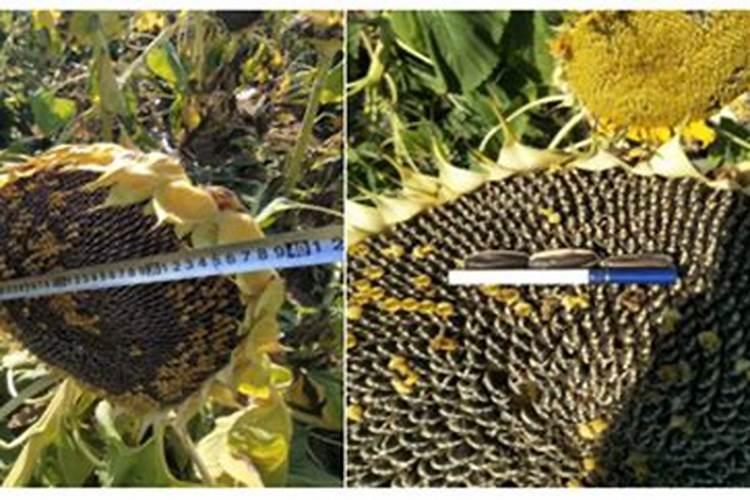 我想回农村创业干鸡粪发酵有机肥前景好不好能挣到钱吗