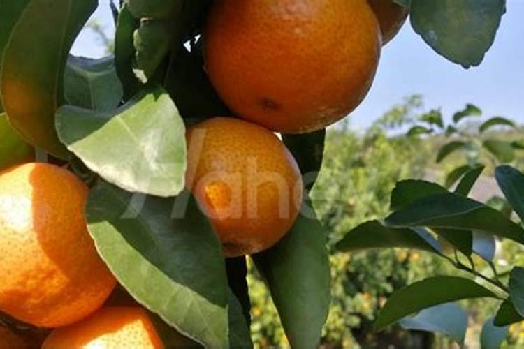 葡萄施什么肥最好