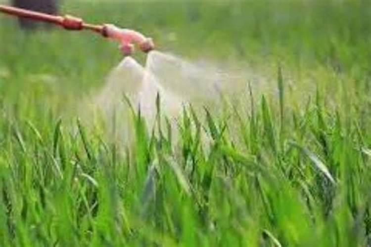 苹果膨大剂什么时候可以打？苹果叶面喷什么肥料长势好？