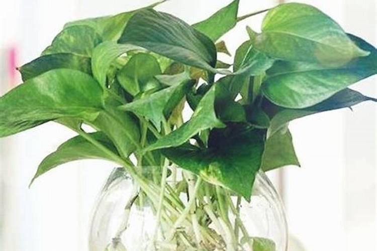 滴水观音用什么肥料