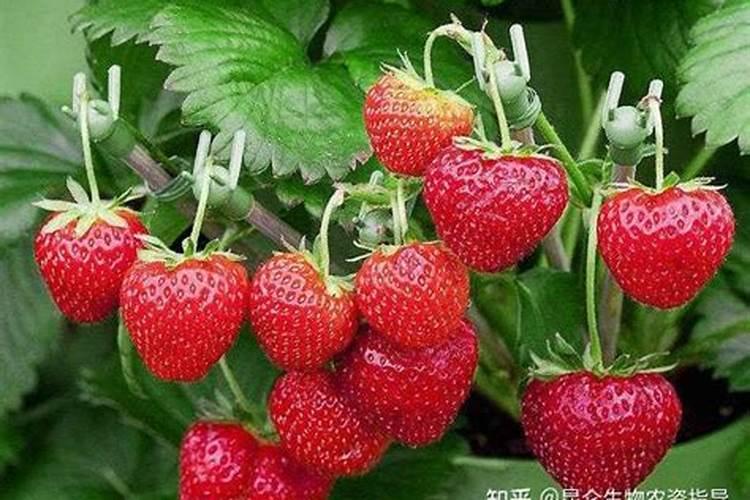 草莓需要施什么肥料才会甜