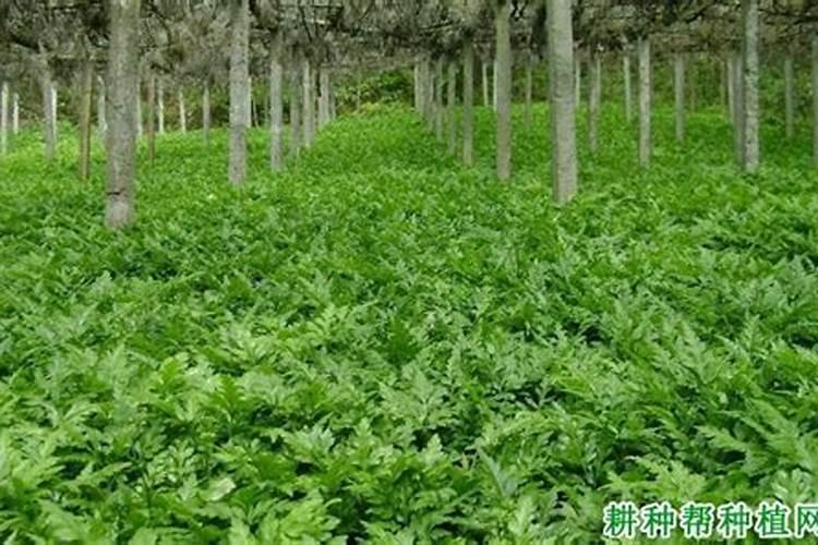 黄连第一年用什么肥？
