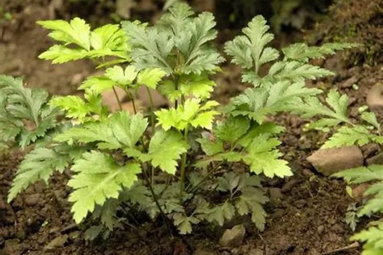 黄连专用肥料配方