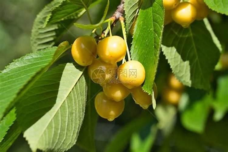 樱桃树叶老化枯焦怎么办？