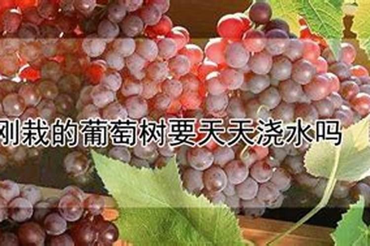 新栽葡萄树怎么施底肥最好？