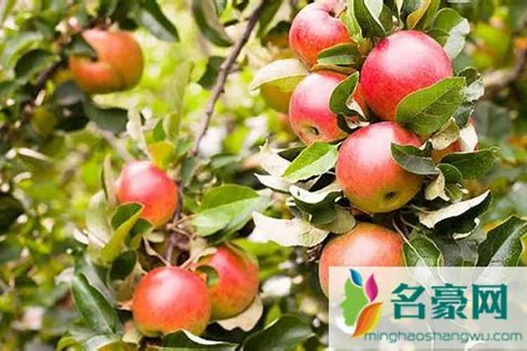 盆栽西红柿施什么肥最好