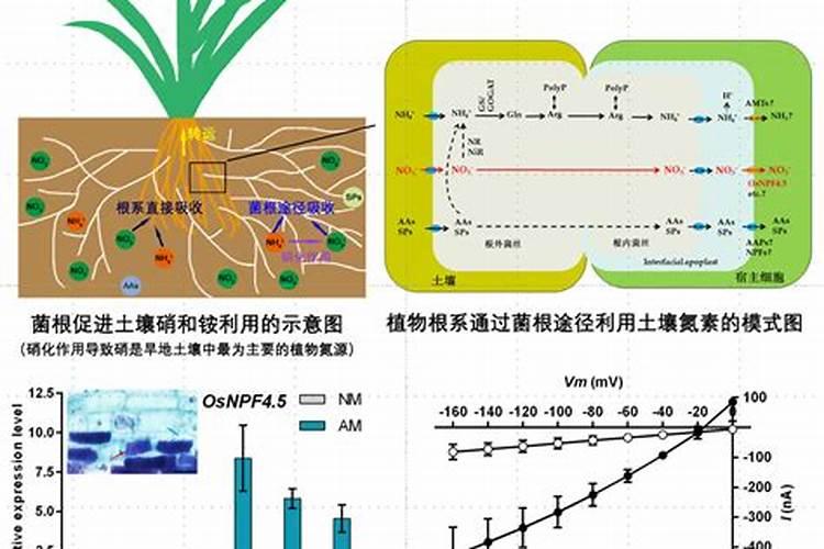 老师:什么是铵态氮肥和硝态氮肥,一种是酸性,一种是碱性化肥是这样子吗...