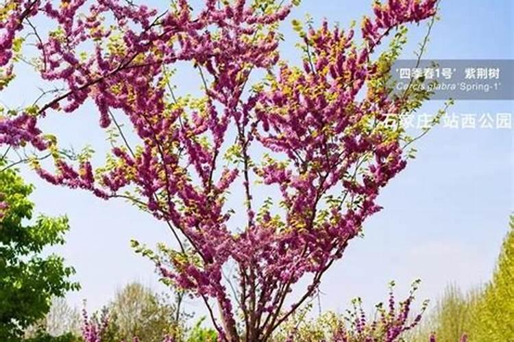 月季夏季施肥时间和方法