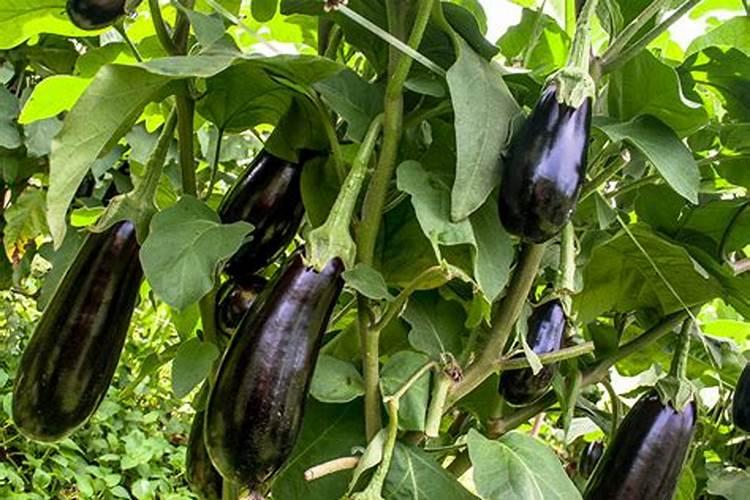 月季应该如何施肥算正确