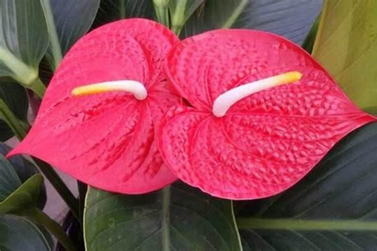 甜瓜打叶面肥的时期和叶面肥的选择有什么要点？