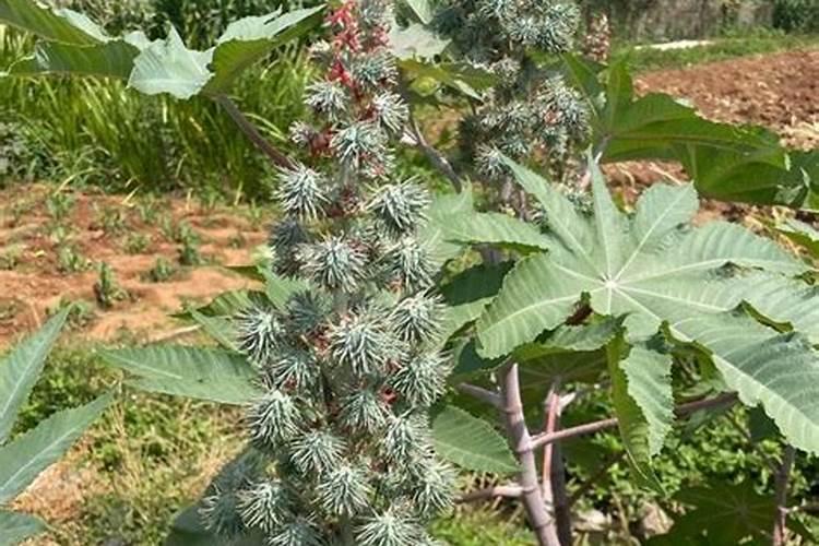 自制有机肥料的方法