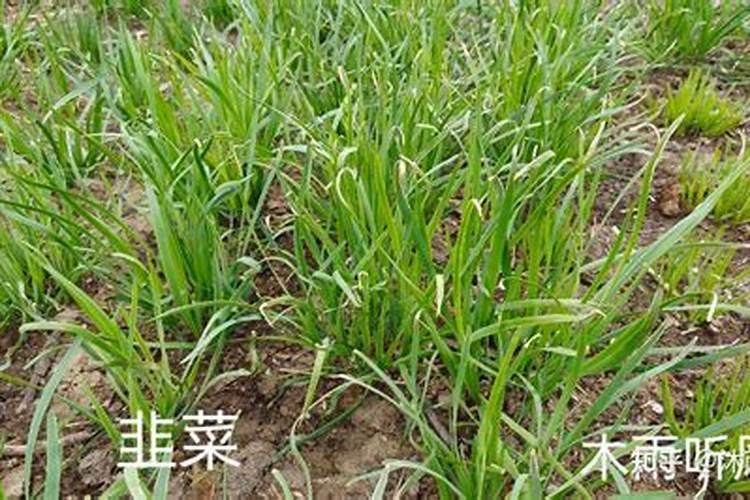 刚割完的韭菜撒草木灰怎么放(割掉后能用草木灰追肥吗)