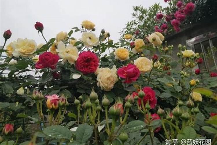 茂谷柑果实怎样防裂果,裹上果袋能防止太阳果吗？还是裹上石灰？百度知 ...