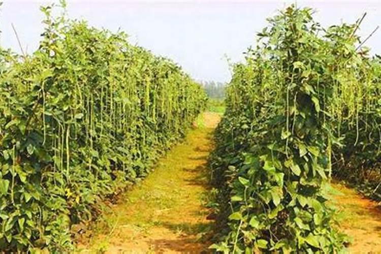 豆角最忌什么肥料