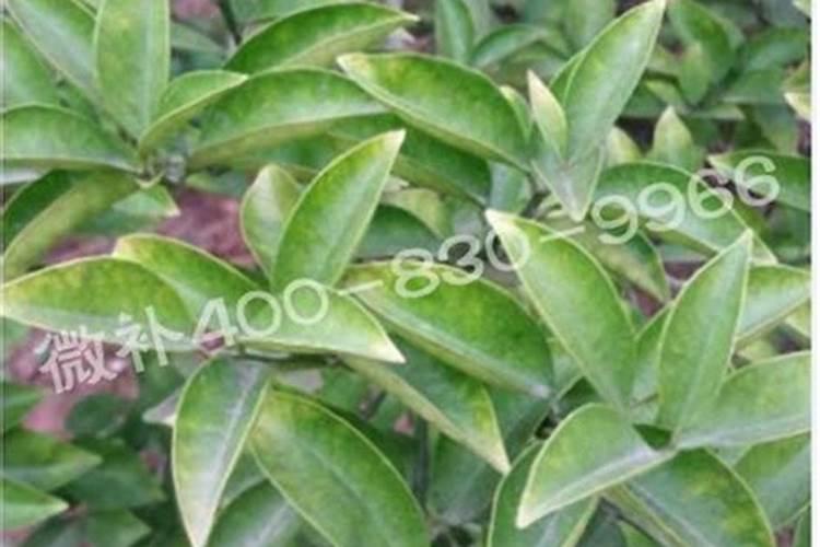 多肉施肥用什么肥料长得壮,多肉植物施什么肥料最合适