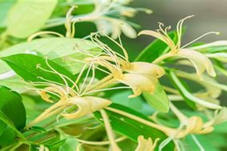 在果树上如何施用钙肥