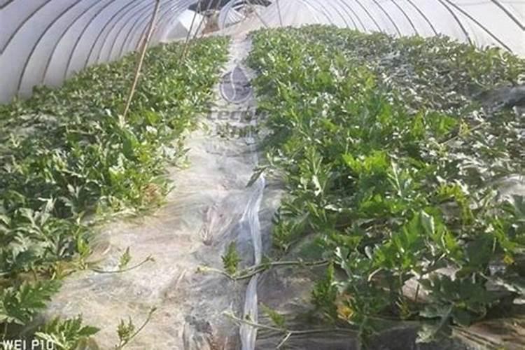 西瓜施什么肥料最甜