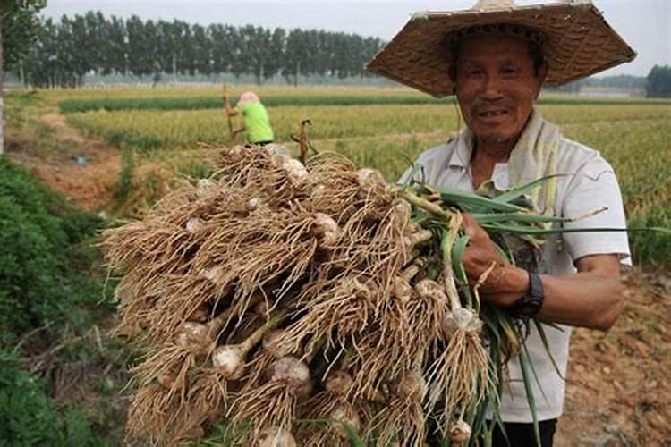 大蒜叶面肥喷什么肥最好