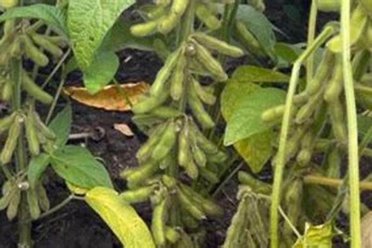 炒熟的黄豆可以做肥料吗,具体怎么操作能做肥料