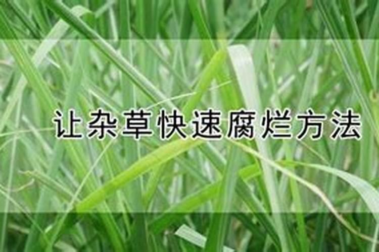 如何让杂草快速腐烂成有机肥