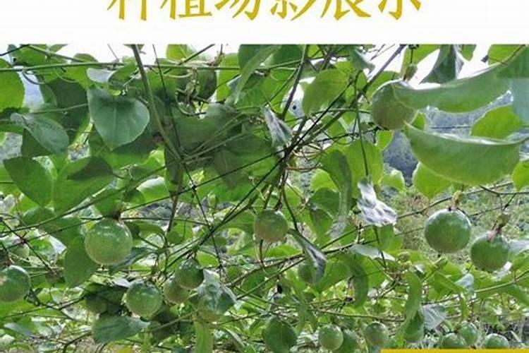 百香果开花的时候能施肥吗？