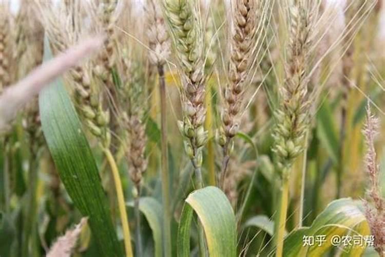 小麦赤霉病非常常见,小麦赤霉病因是什么？