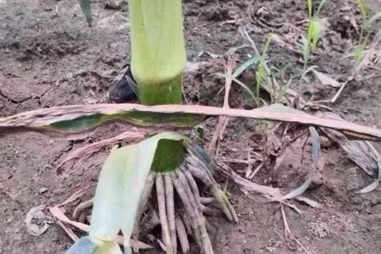 有机肥料做成颗粒有什么好处